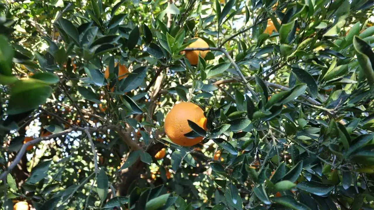 Adana’da Tescilli Kozan Portakalı Dalında Altın Değerinde 3